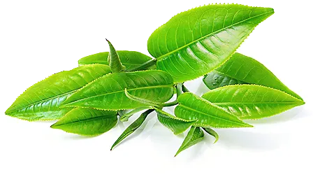 Malwa Tea - Herbaty Zielone