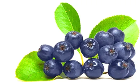 Herbaty Owocowe Ekspresowe - Aronia