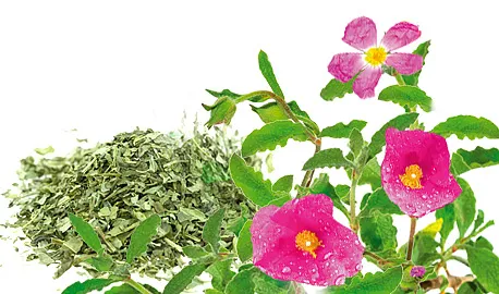 Herbal Teas Express - Cistus
