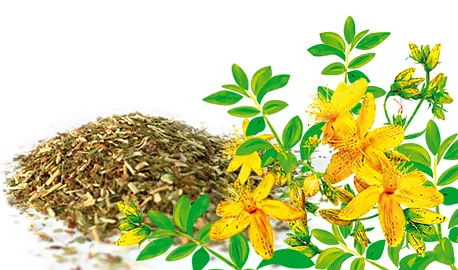 Herbal Teas Express - St. John's Wort