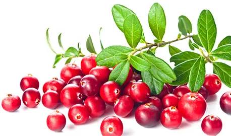 Fruit Teas Express - Cranberry tea