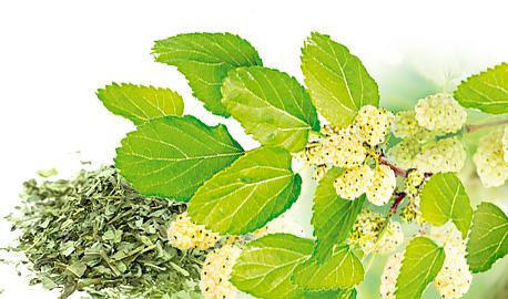 Herbal Teas Express - White Mulberry