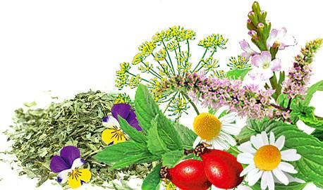 Herbal Teas Express - Herbal Fantasy